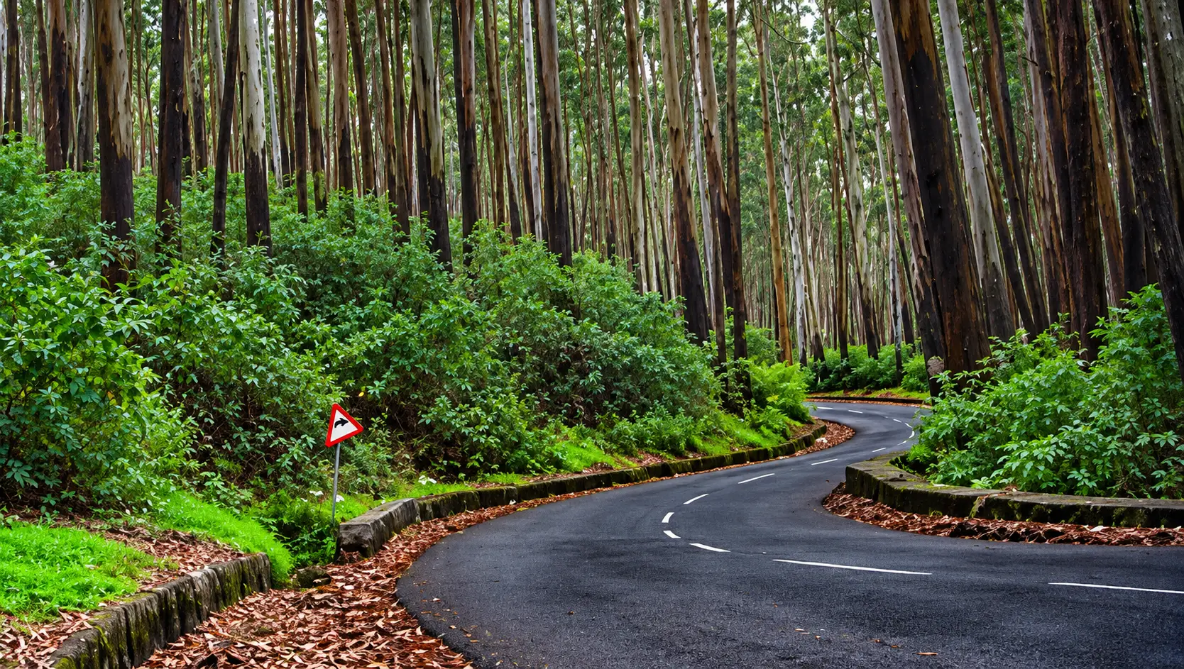 Forest Tour