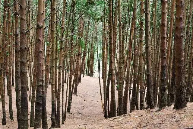 Pine Forest Kodaikanal
